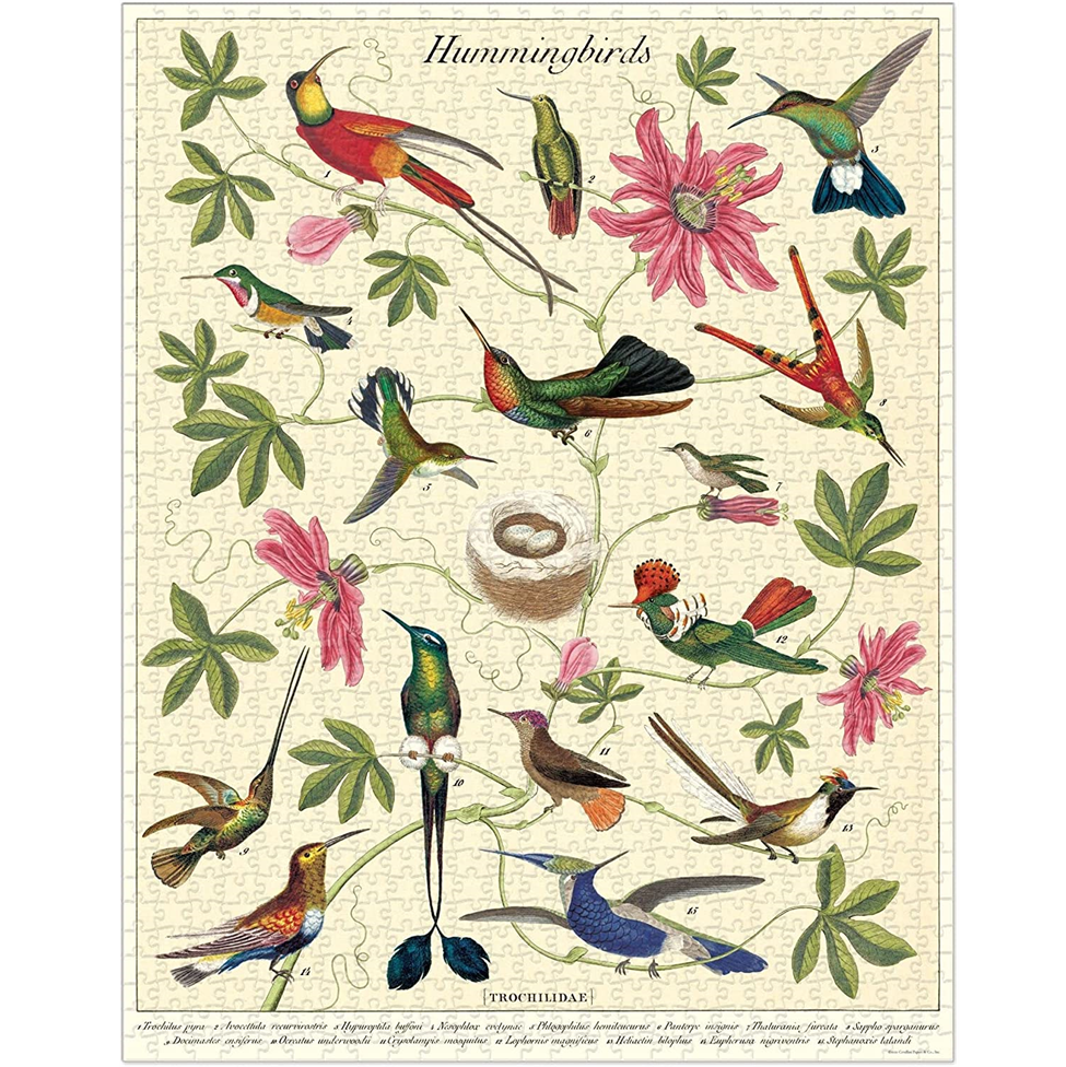 Illustration of various hummingbirds and flowers on a decorative background