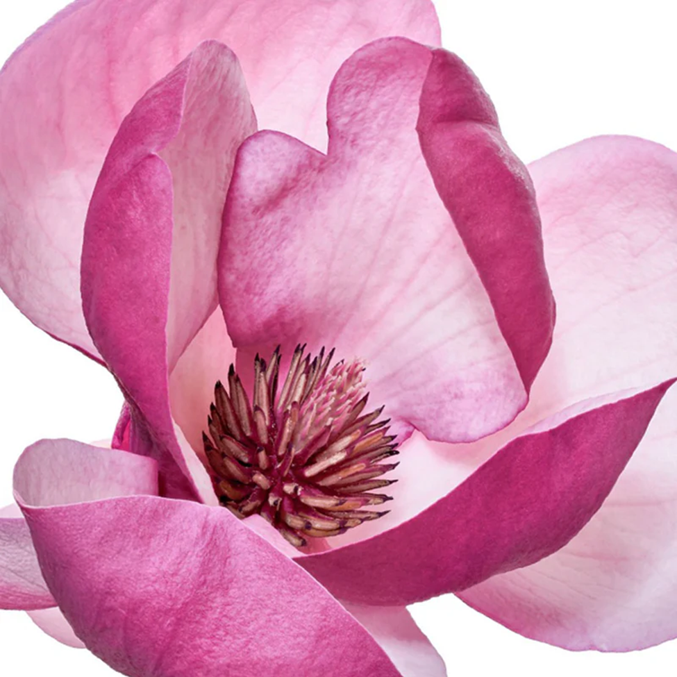 Close-up of a pink flower with a white background