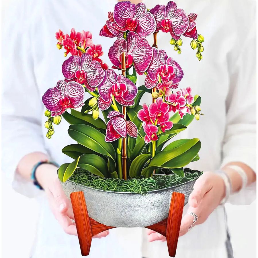 Person holding a potted orchid plant with pink flowers on a white background