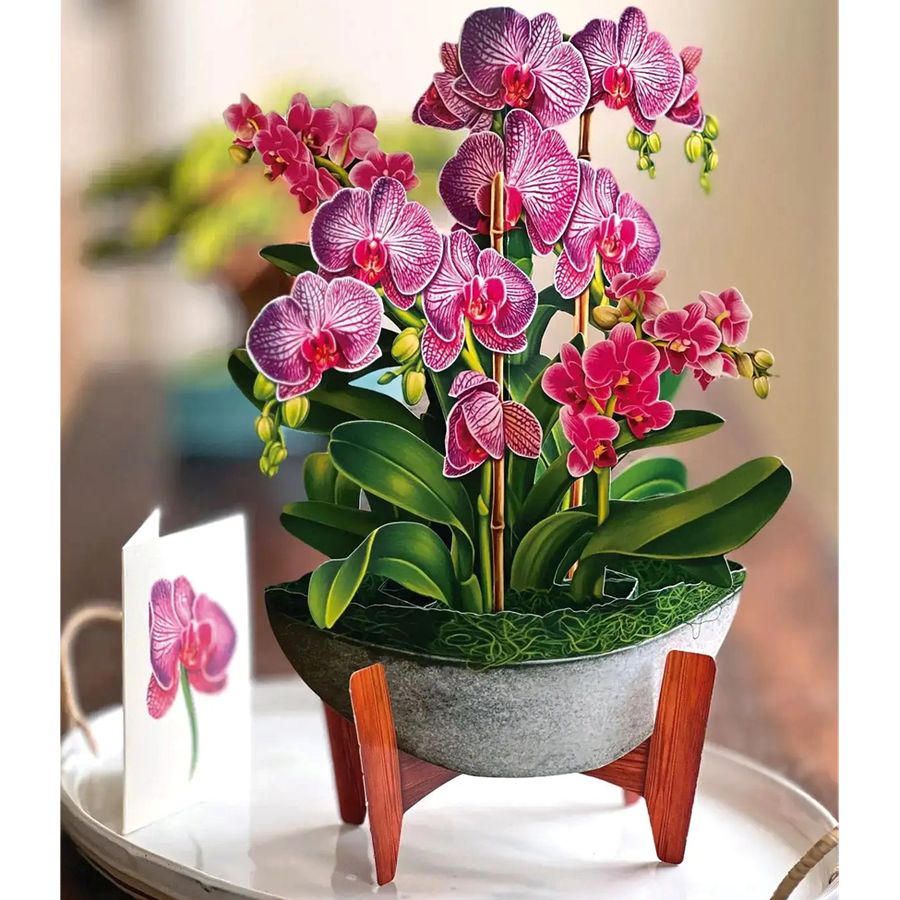 Potted orchid plant with pink flowers on a wooden stand
